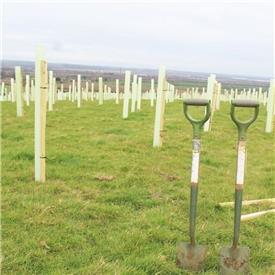 Plant a Tree Scheme with ERS and Epson Plant a Tree Scheme with ERS and Epson